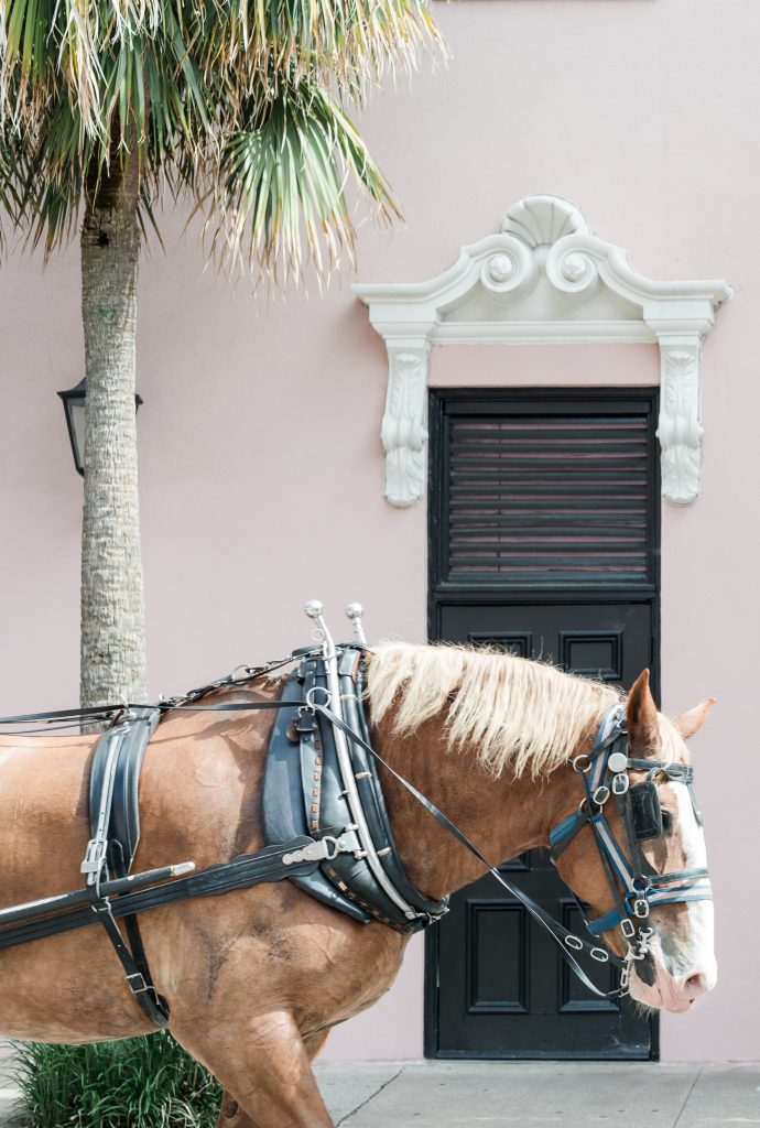 horse walks in front of Mills House Hotel